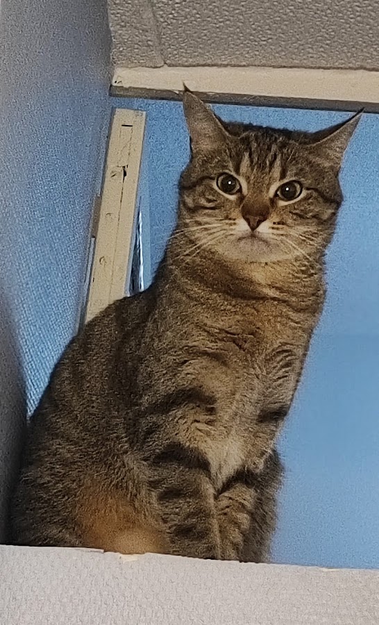 Mon animal et Moi