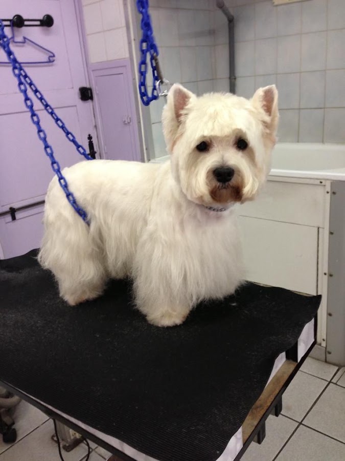 PRINCESS CANICHE