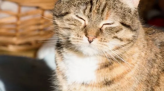 Association Nickaël (les chats d'Arcueil - Cachan)