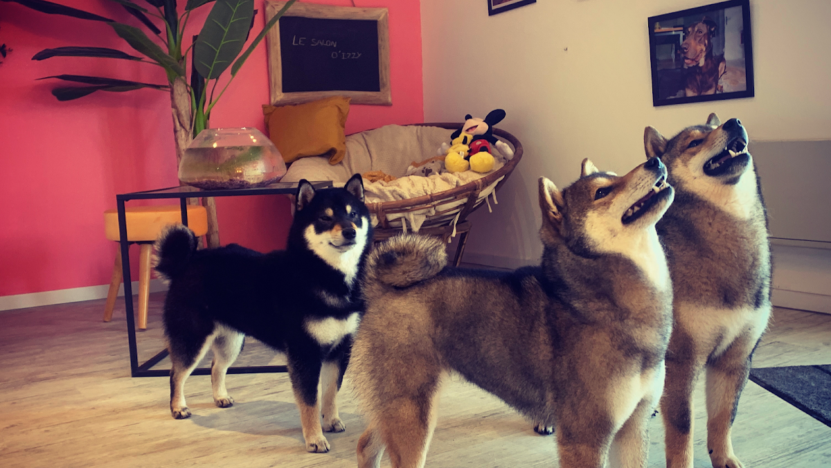 Le salon d'izzy, Toilettage Canin Et Félin