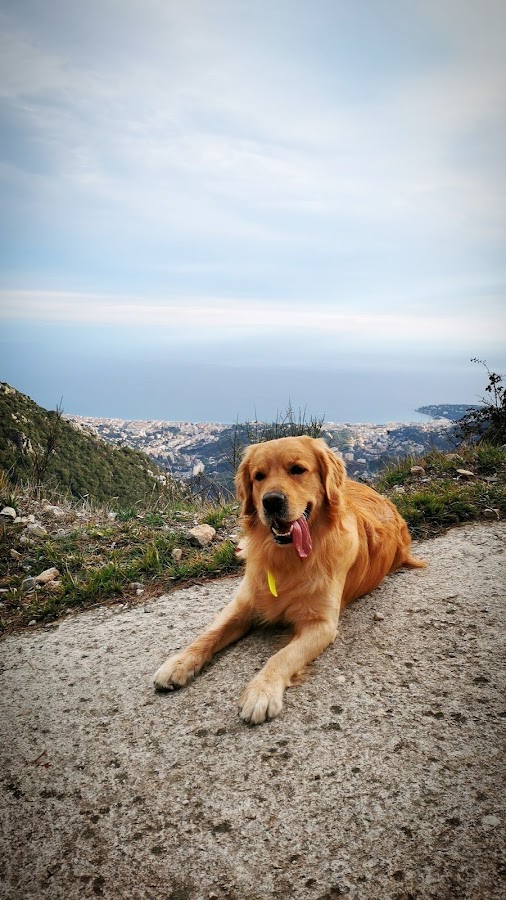 Rêves canin