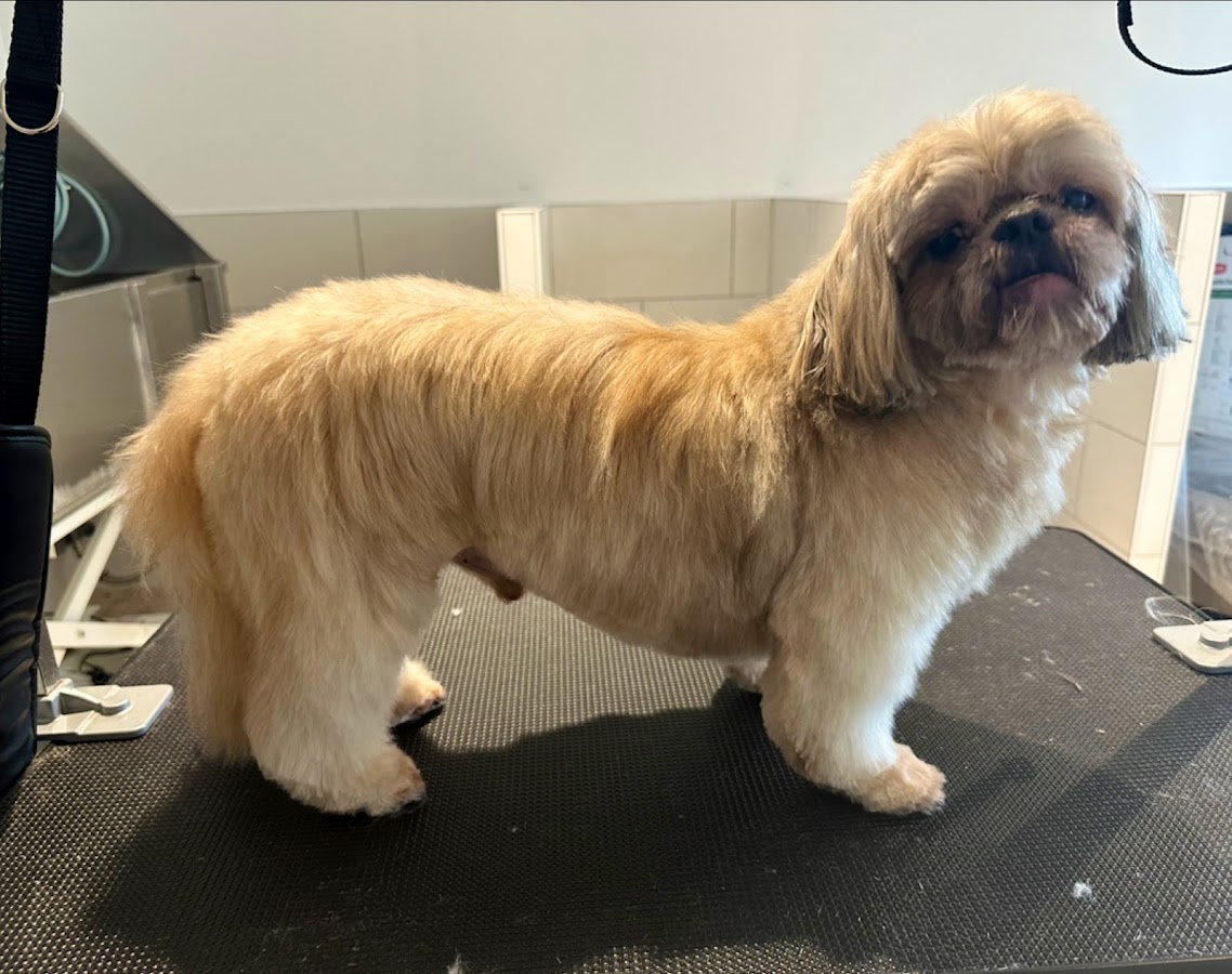 BEAUTY PETS - Salon de toilettage Athis Mons (91)