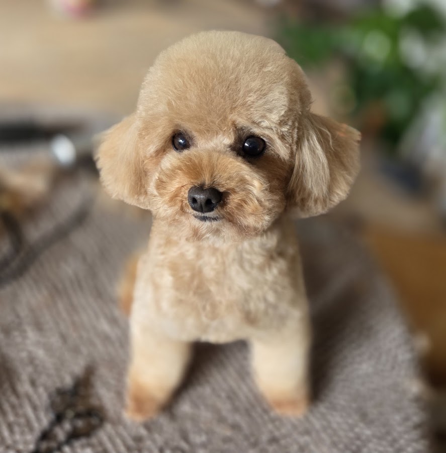 Pood'els, Salon de Toilettage canin, félin & NAC /DogWash/Garderie canine/Formation