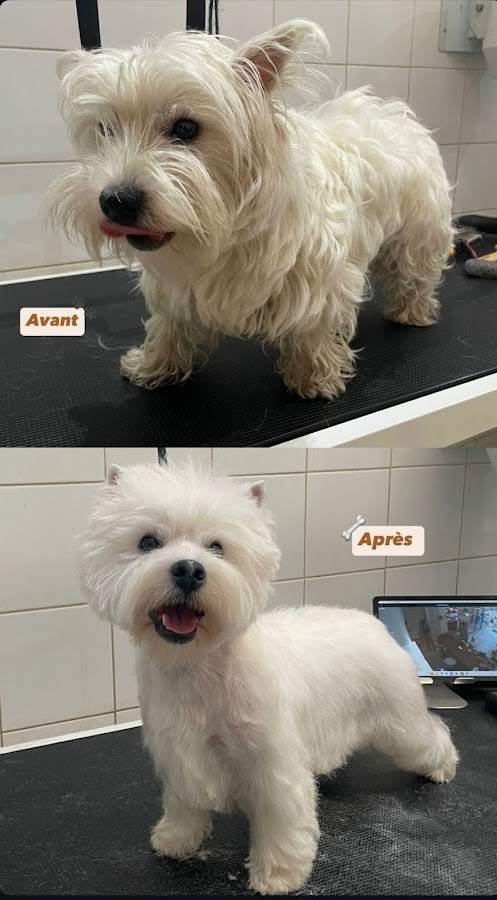 LITTLE TOUTOU CHIC PARIS 17 / DOG SPA