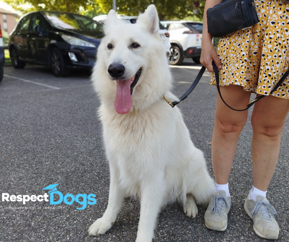 Éducateur canin RespectDogs Grenoble