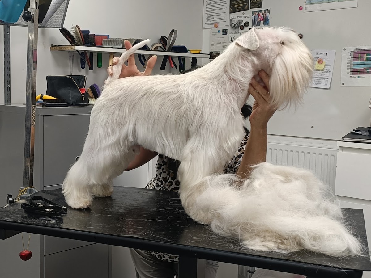 MISS DOG - Zoubida LEMEE
