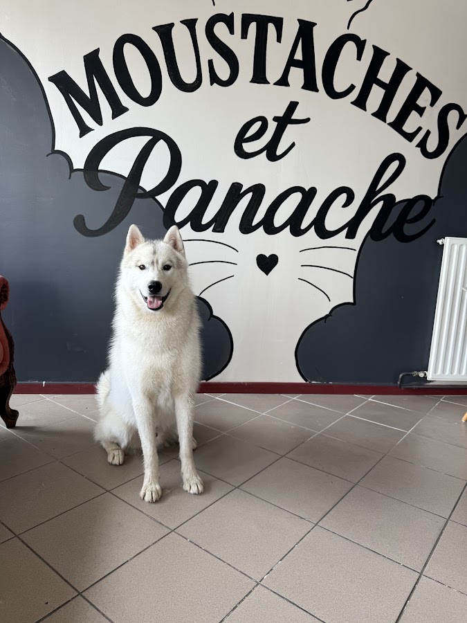 Moustaches et Panache